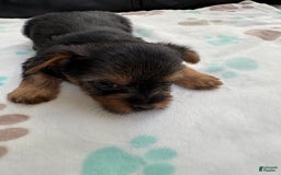 Yorkshire Terrier dogs for sale: Buddy - Image 9