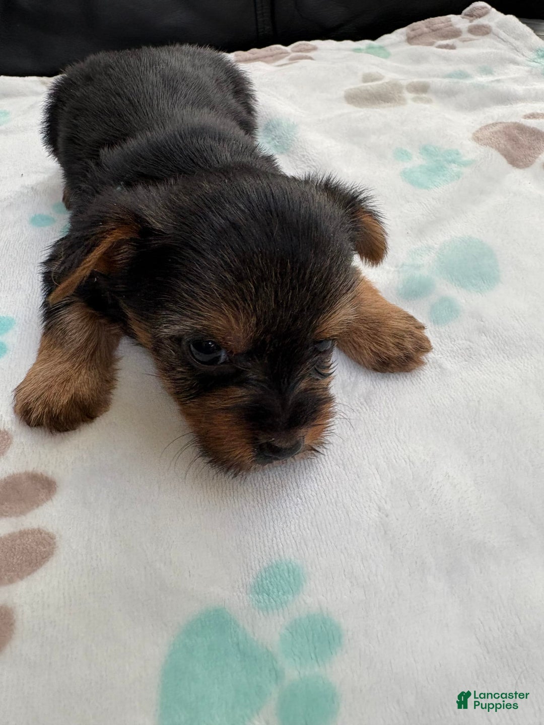 Yorkshire Terrier dogs for sale: Buddy - Image 9
