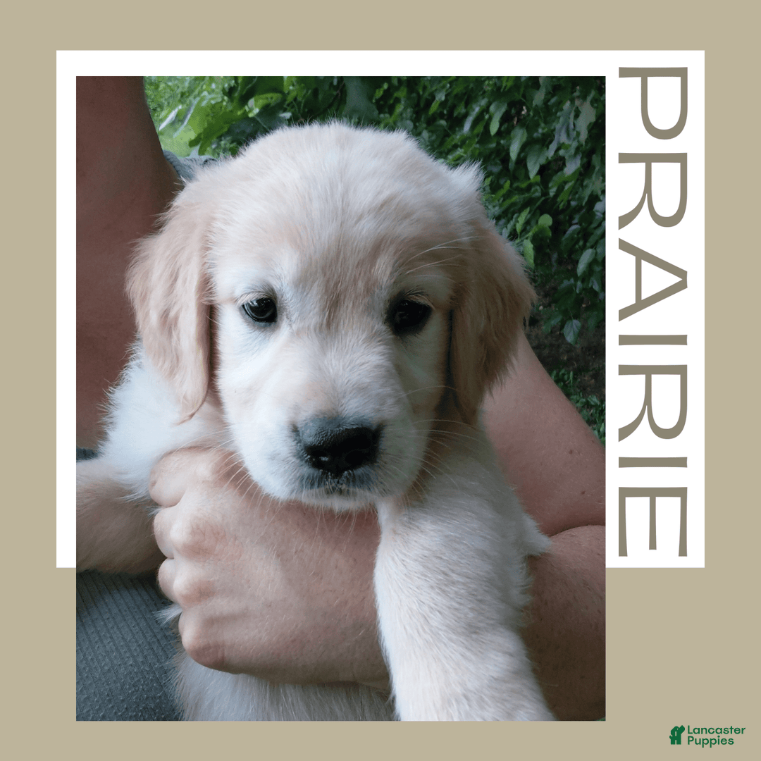 Golden Retriever dogs for sale: Prairie - Image 19