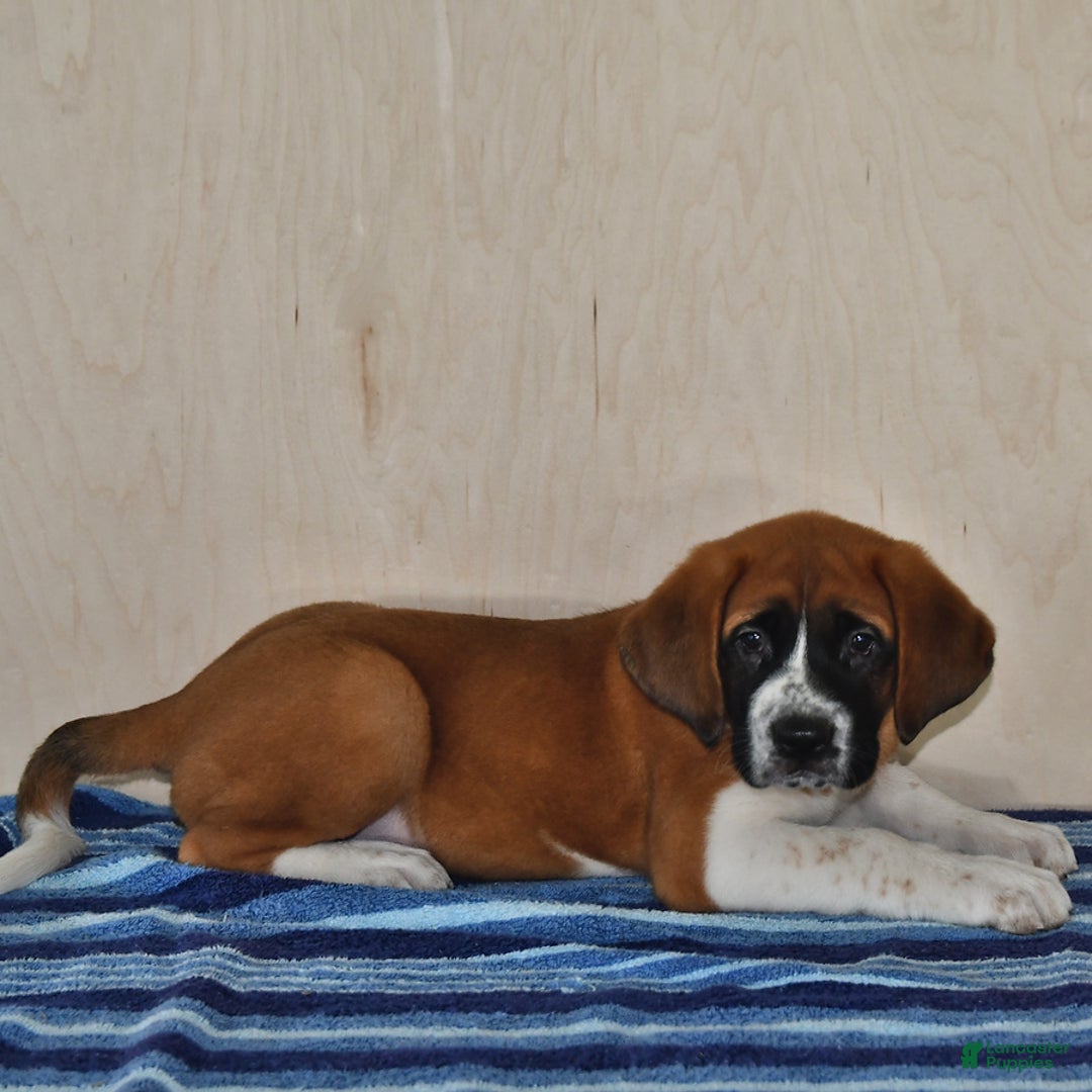 Saint Bernard dogs for sale: Princess - Image 2