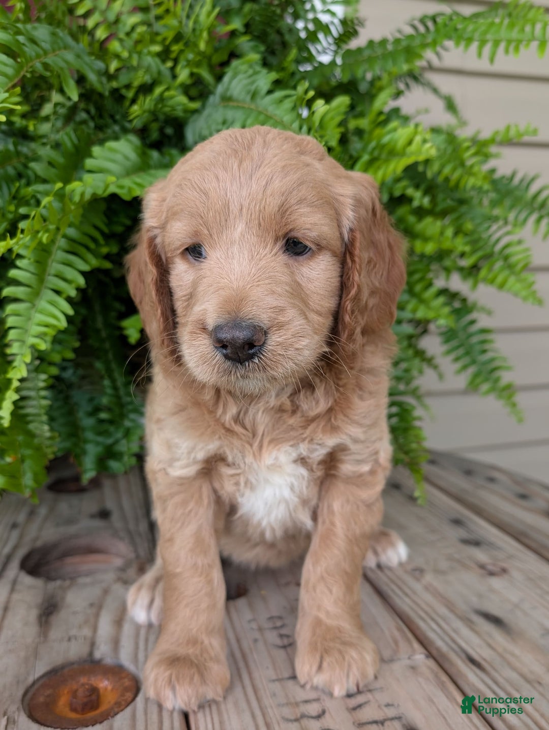 Goldendoodle dogs for sale: Lolly - Image 33