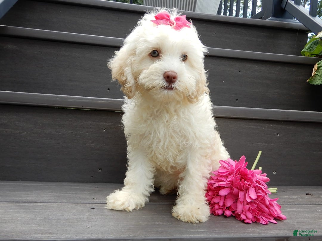 Cockapoo dogs for sale: Juliet - Image 5