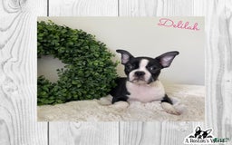 Boston Terrier dogs for sale: Delilah - Image 5