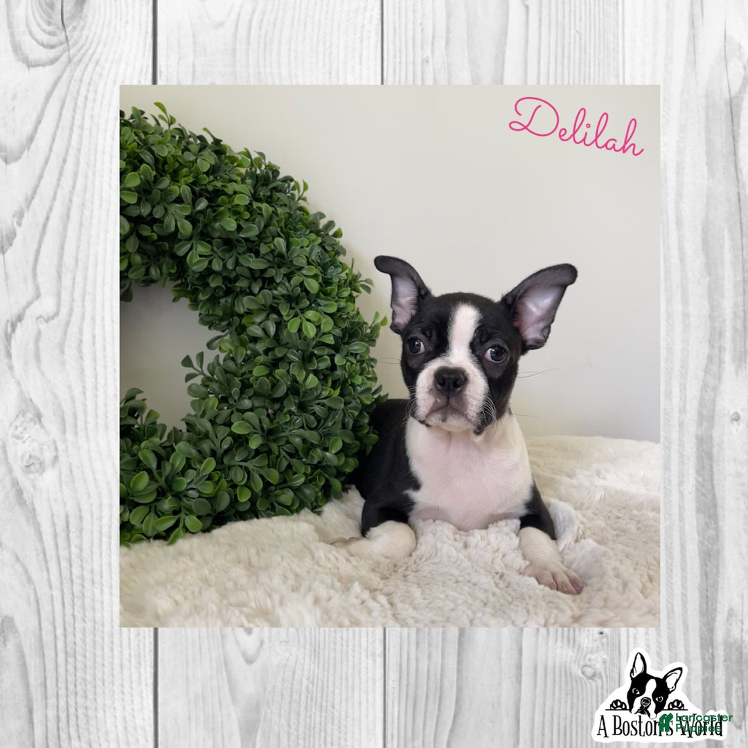 Boston Terrier dogs for sale: Delilah - Image 5