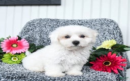 Teddy Bear dogs for sale: Cupcake - Image 3
