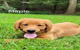 Golden Retriever dogs for sale: Maple - Image 1