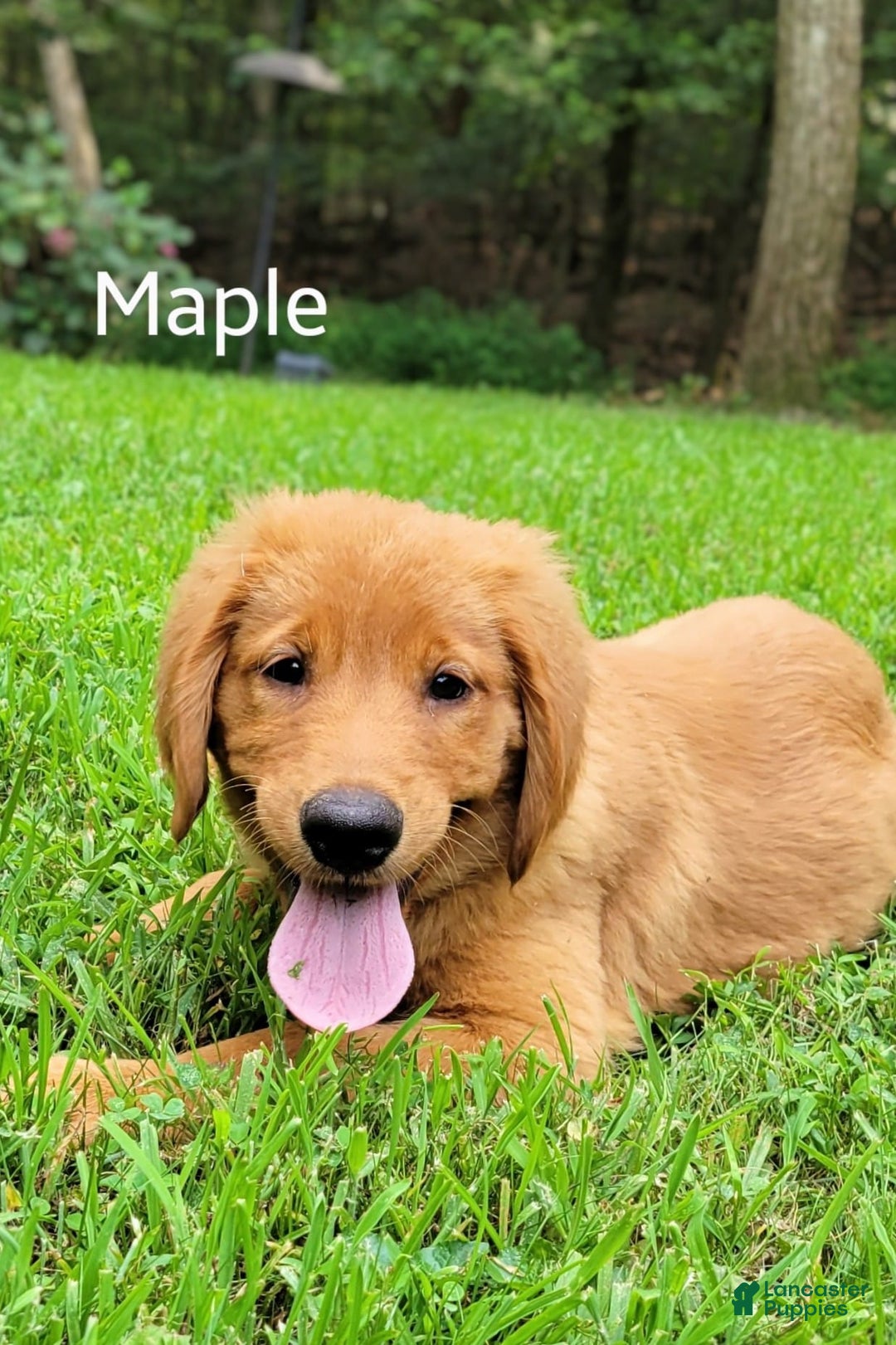 Golden Retriever dogs for sale: Maple - Image 1