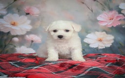 Bichon Frise dogs for sale: Jade - Image 3