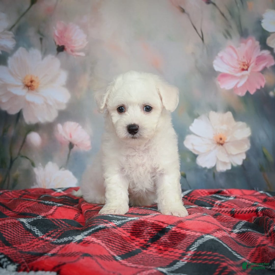Bichon Frise dogs for sale: Jade - Image 3