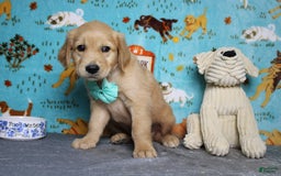 Golden Retriever dogs for sale: Sammy - Image 17