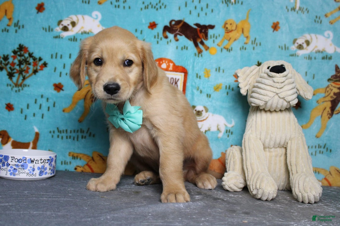 Golden Retriever dogs for sale: Sammy - Image 17
