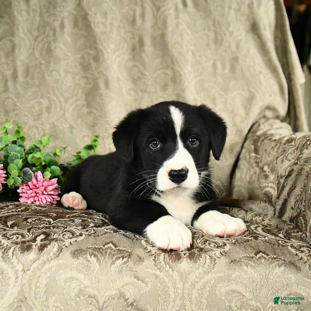 Bernese Mountain Dog dogs for sale: Felix - Image 6