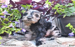 Cockapoo dogs for sale: Cockapoo 9 puppies - Image 6