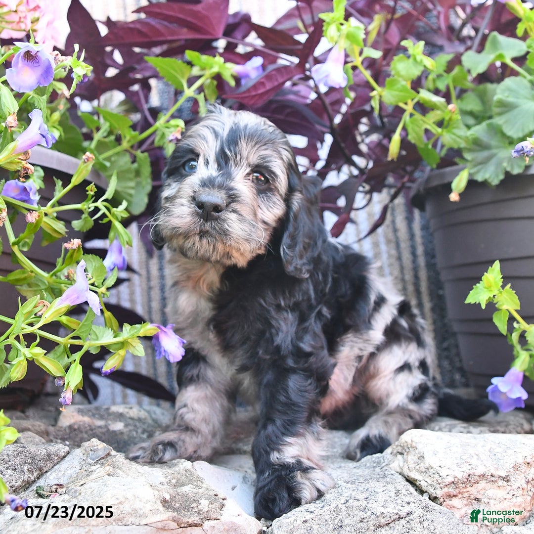 Cockapoo dogs for sale: Cockapoo 9 puppies - Image 6