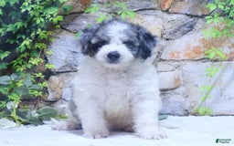 Mini Goldendoodle dogs for sale: Oreo F1b - Image 5