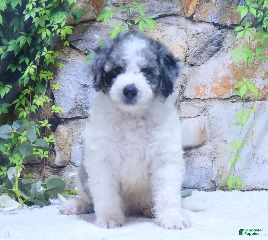 Mini Goldendoodle dogs for sale: Oreo F1b - Image 5