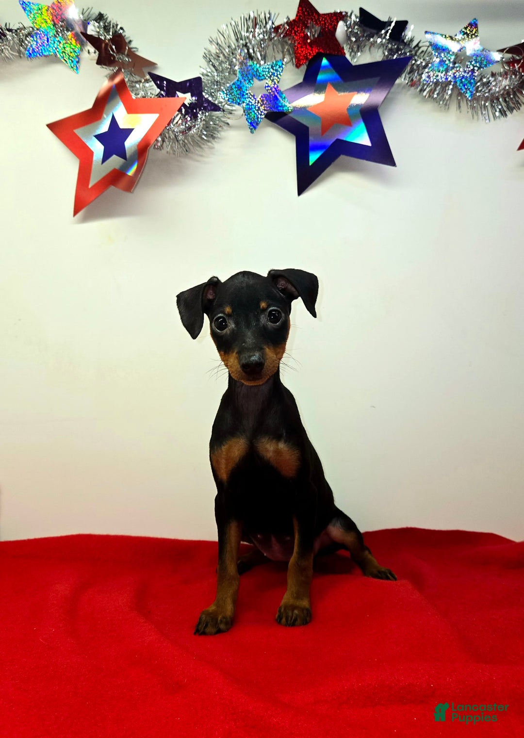 Miniature Pinscher dogs for sale: Layla - Image 1