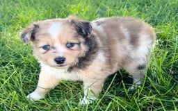Mini Aussiedoodle dogs for sale: Jasmine - Image 2
