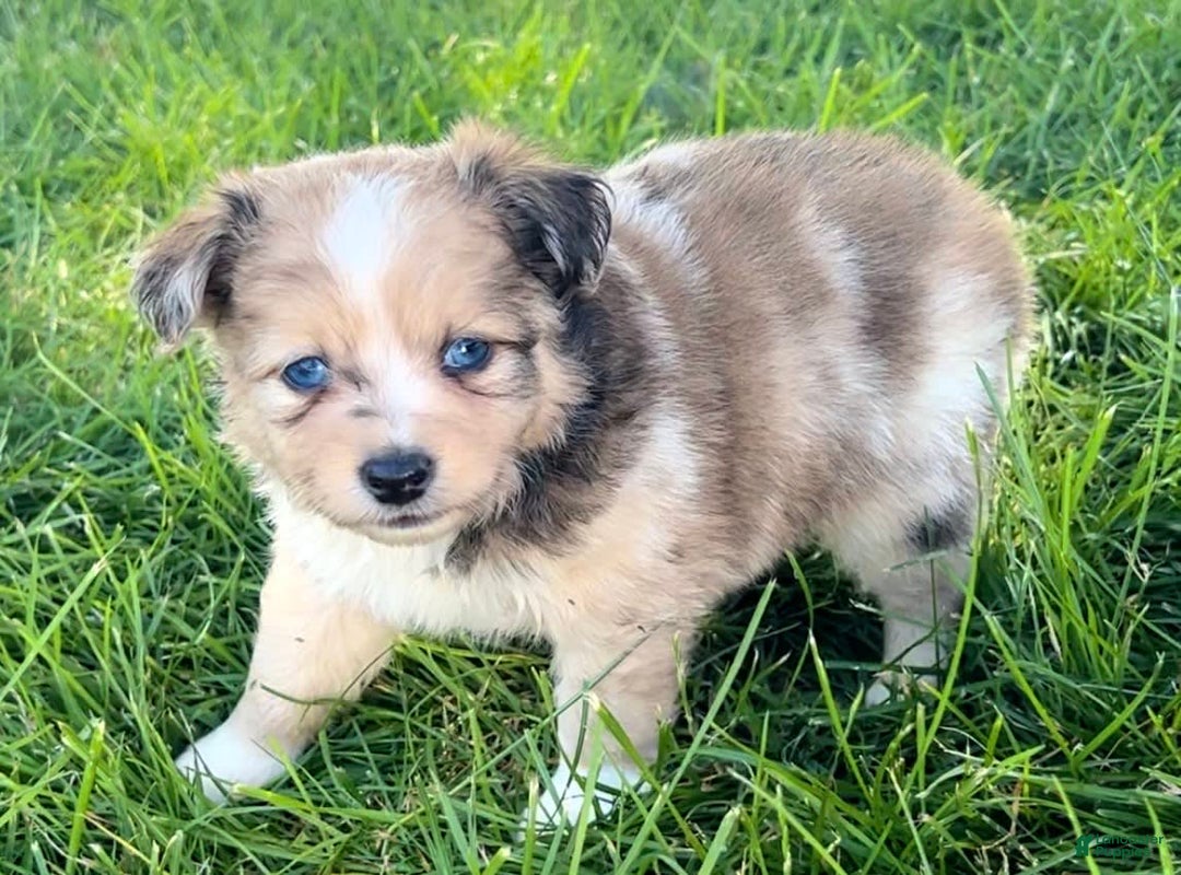 Mini Aussiedoodle dogs for sale: Jasmine - Image 2