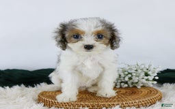 Cavapoo dogs for sale: Bonnie - Image 2