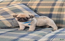 Pug dogs for sale: Bluebell - Image 5