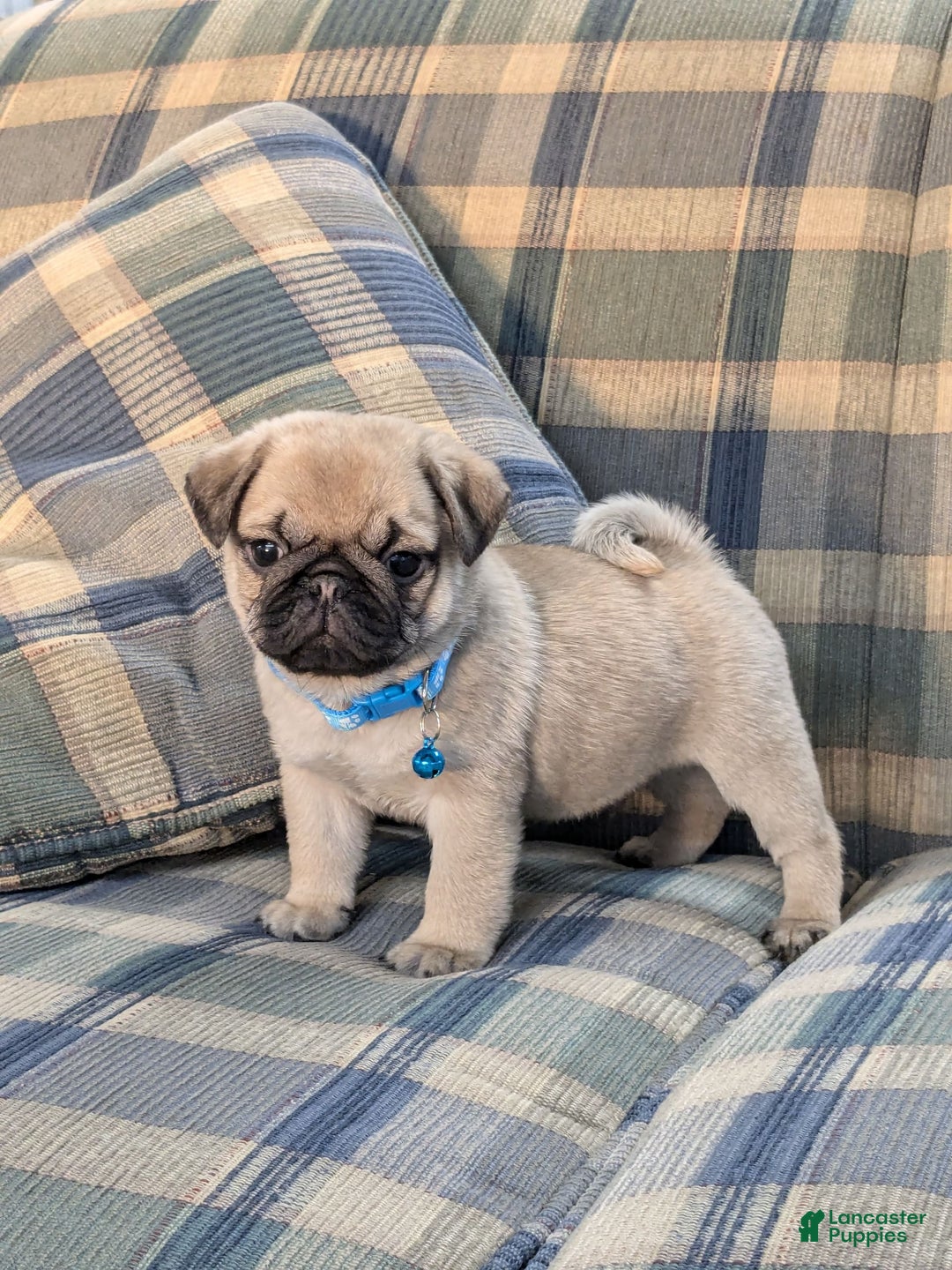 Pug dogs for sale: Bluebell - Image 5
