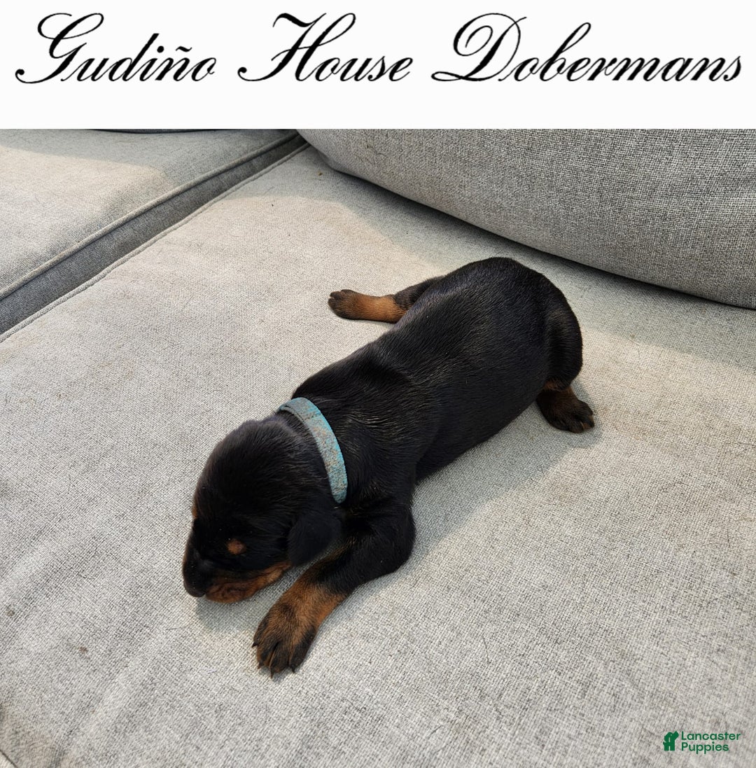 Doberman Pinscher dogs for sale: Blue Collar Female - Image 13