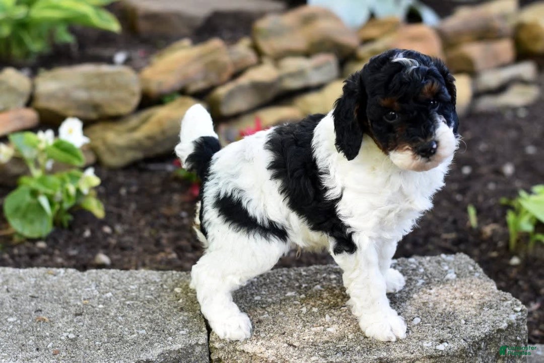 Miniature Poodle dogs for sale: Amos - Image 7