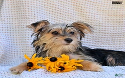 Morkie dogs for sale: Morkie 6 puppies - Image 4