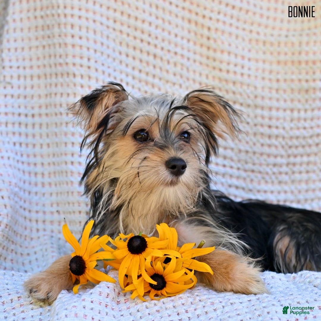 Morkie dogs for sale: Morkie 6 puppies - Image 4