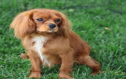 Cavalier King Charles Spaniel dogs for sale: Jax - Image 9