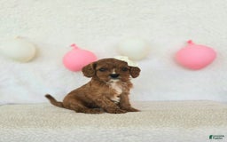 Cavapoo dogs for sale: Summer - Image 7