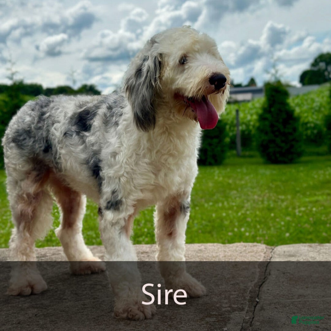 Mini Bernedoodle dogs for sale: Diamond - Blue Eyes - Image 10