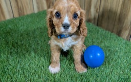 Cavalier King Charles Spaniel dogs for sale: Bridgette Boy 1 - Image 7