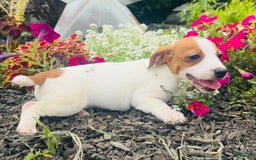 Jack Russell Terrier dogs for sale: Lilly - Image 2