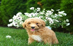 Mini Goldendoodle dogs for sale: Lenya - Image 3