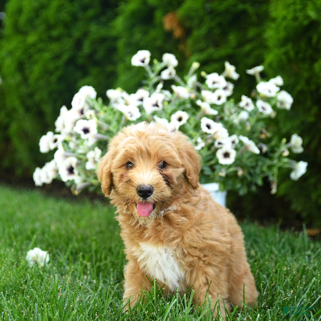 Mini Goldendoodle dogs for sale: Lenya - Image 3