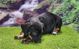 Catahoula Leopard Dog dogs for sale: Jesse 2025 Female 1 - Image 5