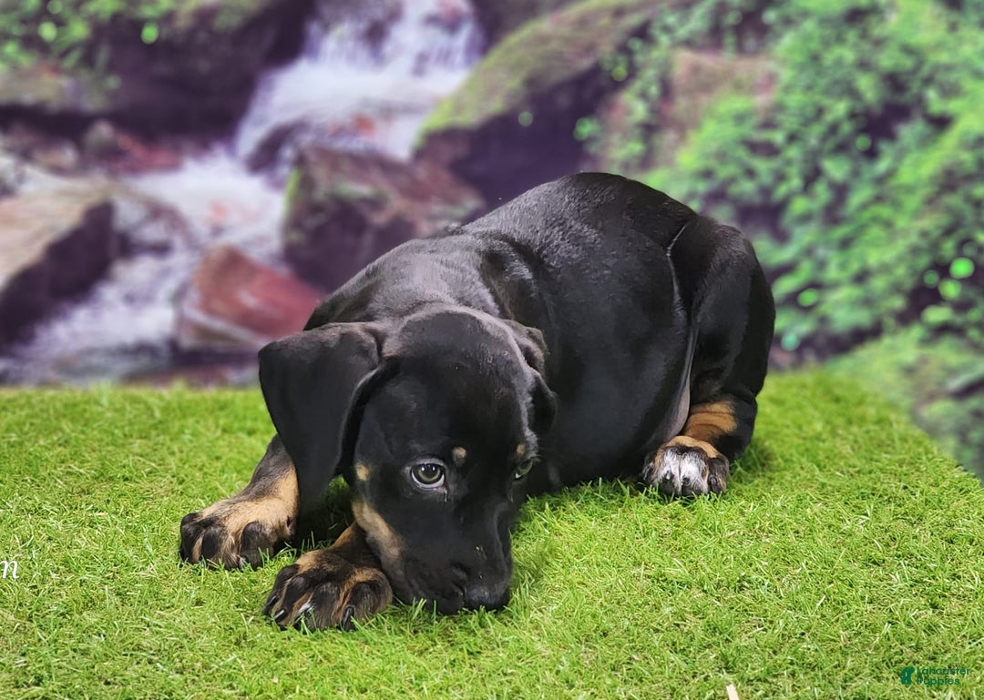Catahoula Leopard Dog dogs for sale: Jesse 2025 Female 1 - Image 5