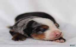 Mini Bernedoodle dogs for sale: Maverick - Image 1