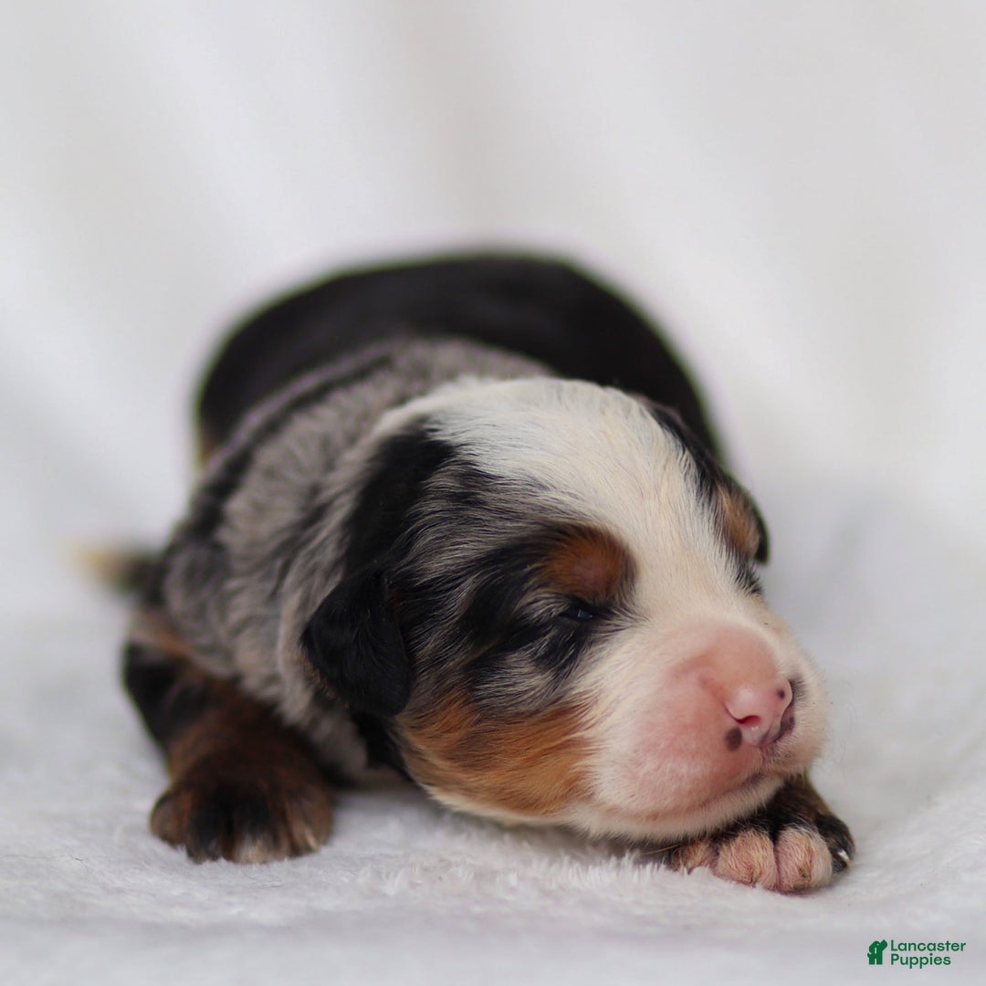 Mini Bernedoodle dogs for sale: Maverick - Image 1