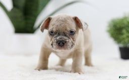 French Bulldog dogs for sale: Turbo - Image 4