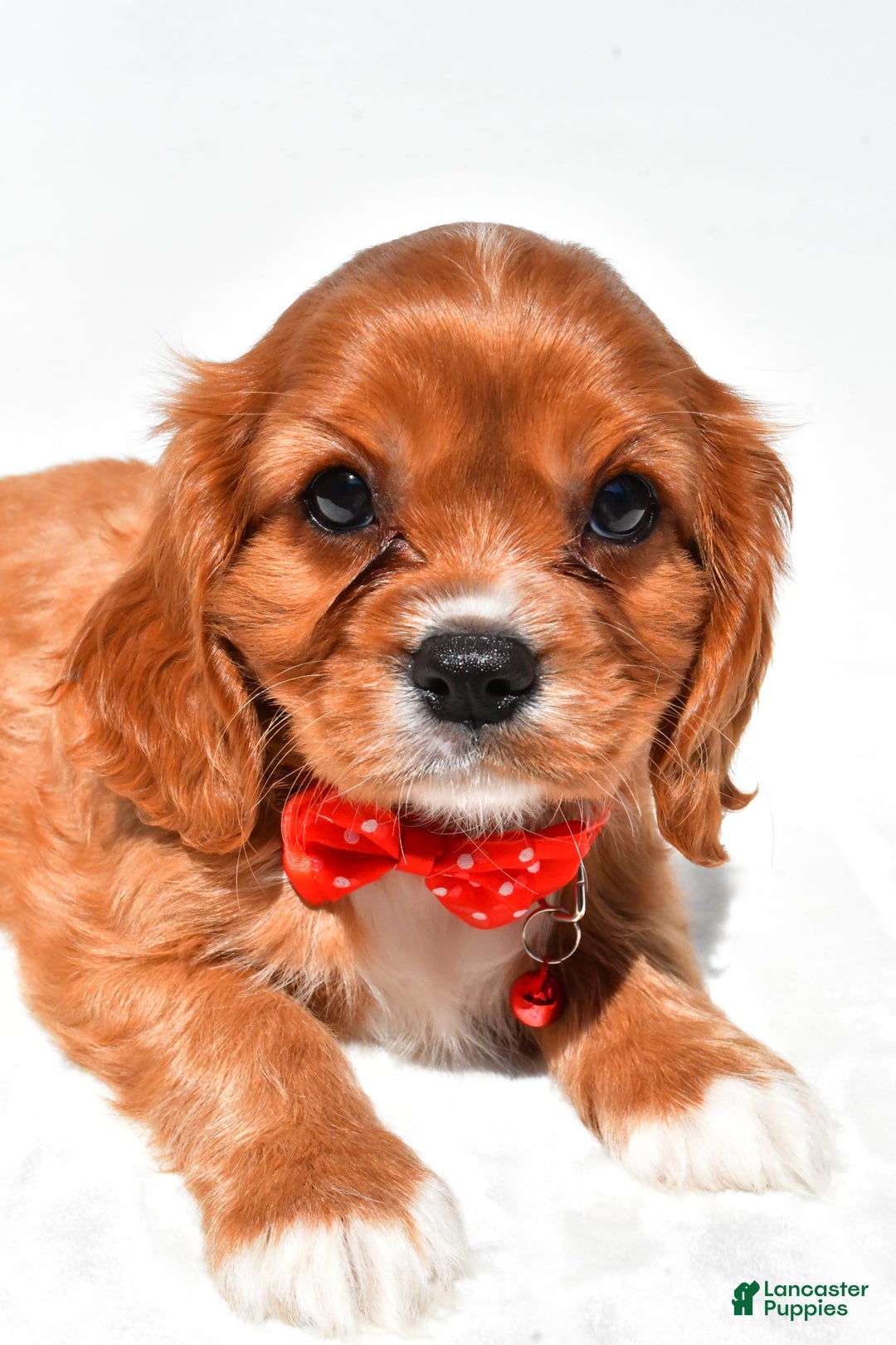 Cavalier King Charles Spaniel dogs for sale: Patrick - Image 6