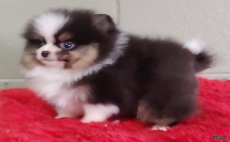 Pomeranian dogs - Advert 32