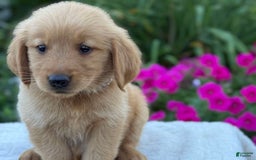 Golden Retriever dogs for sale: Golden Retriever 8 puppies - Image 9