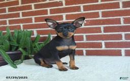 Miniature Pinscher dogs for sale: Jasper - Image 4