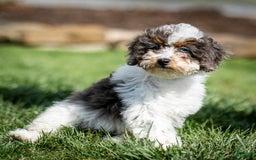 Cavapoo dogs for sale: Simba - Image 16