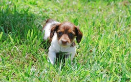 Dachshund dogs for sale: Akc Dolly - Image 3