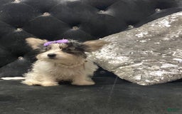 Yorkshire Terrier dogs for sale: Patrick Starr - Image 38