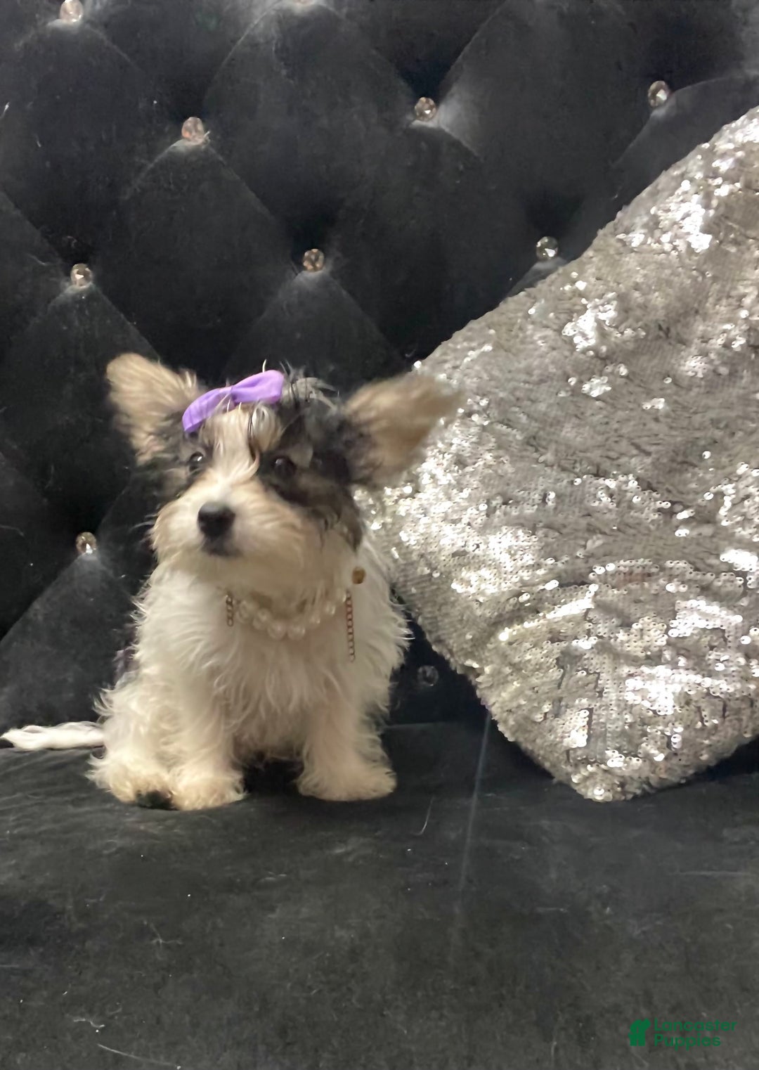 Yorkshire Terrier dogs for sale: Patrick Starr - Image 38